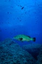 Large grouper Epinephelus marginatus