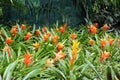 A Garden Filled with Orange and Yellow Guzmania Bromeliads