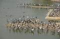 Demoiselle Cranes flock together in Guda Bishnoiyan Royalty Free Stock Photo