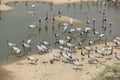 Demoiselle Cranes flock together in Guda Bishnoiyan Royalty Free Stock Photo