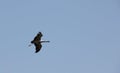 Demoiselle Cranes flock together in Khichan Royalty Free Stock Photo