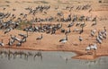 A Demoiselle Cranes flock together Royalty Free Stock Photo