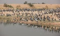 A Demoiselle Cranes flock together Royalty Free Stock Photo