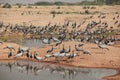 A Demoiselle Cranes flock together Royalty Free Stock Photo