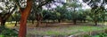 Large grove of cork oaks