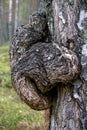 A large growth of suvel on a birch in the forest. Royalty Free Stock Photo