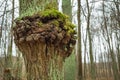 Large growth on the trunk, tree bark disease Royalty Free Stock Photo