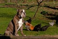 Large guard dog protects free-range chickens Royalty Free Stock Photo