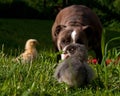 Large guard dog protects free-range small chicks Royalty Free Stock Photo