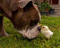 Large guard dog protects free-range small chicks Royalty Free Stock Photo