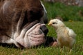 Large guard dog protects free-range small chicks