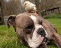 Large guard dog protects free-range small chicks Royalty Free Stock Photo