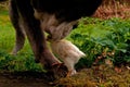 Large guard dog protects free-range small chicks