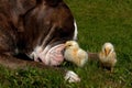 Large guard dog protects free-range small chicks Royalty Free Stock Photo