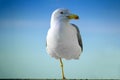A large gull in close-up is standing on one leg. Seabird in profile against the blue sky. The bird looks a smart look