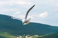 A large gull hovers above the Adriatic Sea