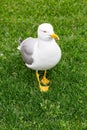 A Large Gull