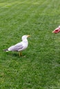 A Large Gull