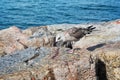 Large gull sits on the rocky coast. The surface of the water in the background