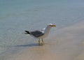 A large gull sits on the sandy shore of the sea