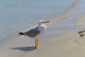 A large gull sits on the sandy shore of the sea.