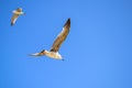 Large gull soars in the blue clear sky. Location in the central part of the frame. In the background is a second blurred seagull