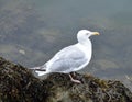 Large gull on the stones covered by seaweed