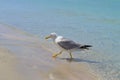 A large gull walks on the water on the sandy seashore.