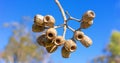 Large gum nuts close up Royalty Free Stock Photo