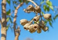 Large gum nuts close up Royalty Free Stock Photo