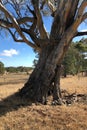 Large Gum Tree in Australia Royalty Free Stock Photo