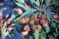 Large gumnuts of the redgum Corymbia ficifolia Royalty Free Stock Photo