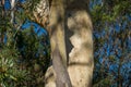 Large gumtree eucalyptus tree trunk with shedding bark nature background Royalty Free Stock Photo