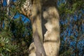 Large gumtree eucalyptus tree trunk with shedding bark nature background