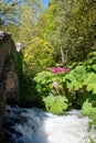 Large Gunera plant beside the stream Royalty Free Stock Photo