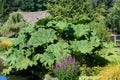 Large gunnera manicata or giant Rhubarb