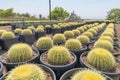 Large gymnocalycium catuses in a pail type black pots Royalty Free Stock Photo