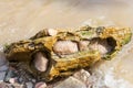 Large gypsum rock or stone surrounded by water. Big wet calcite washed in the river shore with lots of waves