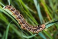 A large hairy colorful caterpillar Royalty Free Stock Photo