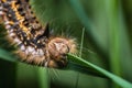 A large hairy colorful caterpillar