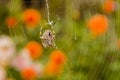 Ventral view of Spotted Orb Weaver Spider