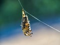 large hairy spider hangs on its web, Greece Royalty Free Stock Photo