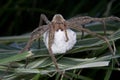 Large hairy spider and her egg sac Royalty Free Stock Photo