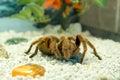 A large hairy spider sits on white stones