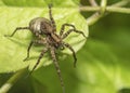 Large hairy wolf spider