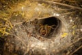 large hairy wolf spider in tunnel web Royalty Free Stock Photo