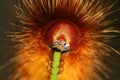 Large hairy worm munching on a flower stalk