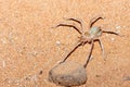 Large hairy yellow and orange desert spider in the sand at night in the United Arab Emirates