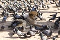 Dog lying down with pigeons pecking feed off its fur