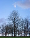 Large half moon over tree on West Wilst Golf Course, Warminster, Wiltshire,